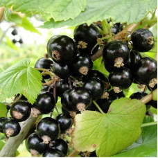 Смородина черная Дегтяревская