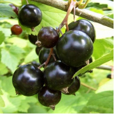 Смородина черная Экзотика