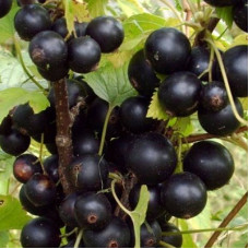 Смородина черная Фортуна