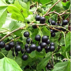 Смородина черная Гармония