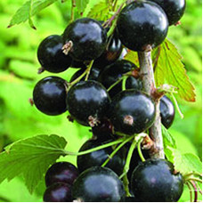 Смородина черная Гулливер