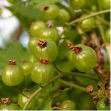 Смородина черная Изумрудное ожерелье