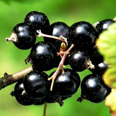 Смородина черная Карачинская