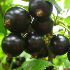 Смородина черная Мила