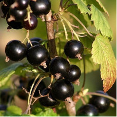 Смородина черная Оджебин