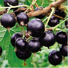 Смородина черная Орловия