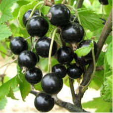 Смородина черная Ожерелье