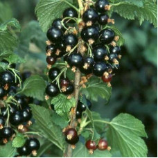 Смородина черная Перун