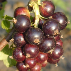 Смородина черная Пигмей