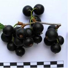 Смородина черная Поклон Борисовой