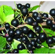 Смородина черная Полар