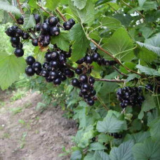 Смородина черная Селеченская