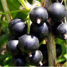 Смородина черная Шаровидная