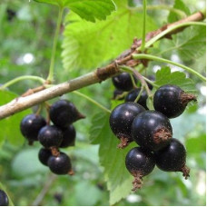 Смородина черная Сластена