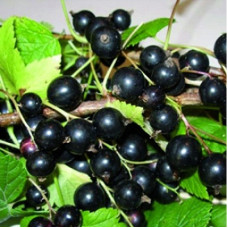 Смородина черная Славянка