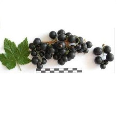 Смородина черная Сокровище
