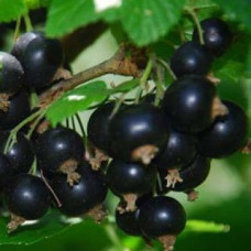 Смородина черная Титания