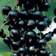 Смородина черная Уралочка