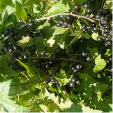 Смородина черная Валовая