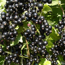 Смородина черная Зеленая дымка