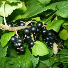 Смородина черная Журавушка