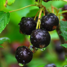 Смородина чёрная Деликатес