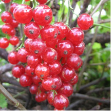 Смородина красная Йонкер ван Тетс