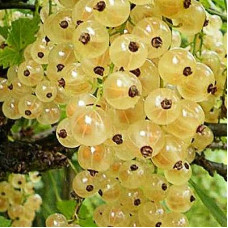 Смородина красная Белая фея