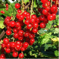 Смородина красная Газель