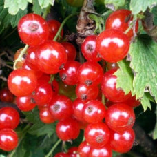 Смородина красная Красная Андрейченко