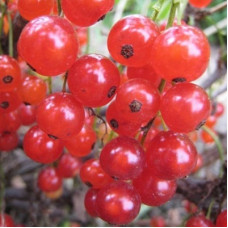 Смородина красная Лучезарная