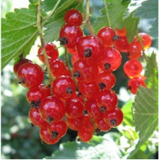 Смородина красная Мармеладница