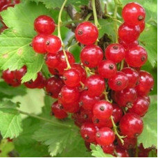 Смородина красная Натали
