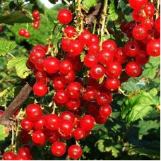 Смородина красная Памятная