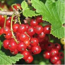 Смородина красная Ранняя сладкая