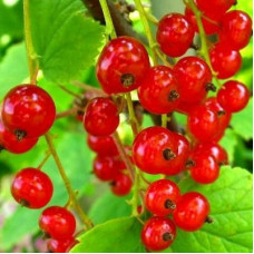 Смородина красная Рассветная