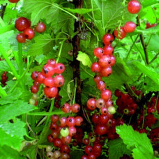 Смородина красная Роза 