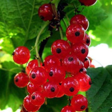 Смородина красная Сахарная