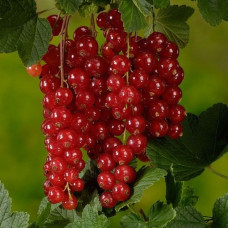 Смородина красная Титания 