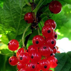 Смородина красная Уральская красавица