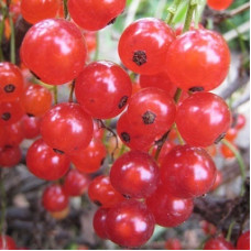 Смородина красная Уральские Зори