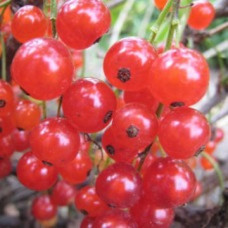 Смородина красная Устина 