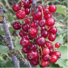 Смородина красная Вика