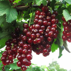 Смородина красная Виксне 