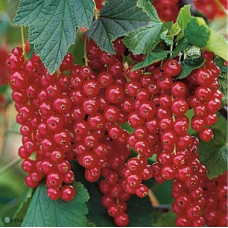 Смородина красная Задунайская 