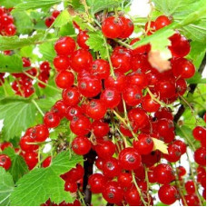 Смородина красная Красный крест