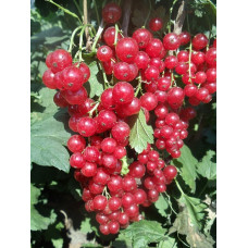 Смородина красная Уральская красная 