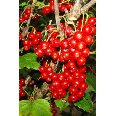 Смородина Уральский Сувенир 