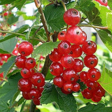 Смородина красная Валентиновка 