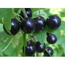 Смородина чёрная Вологда